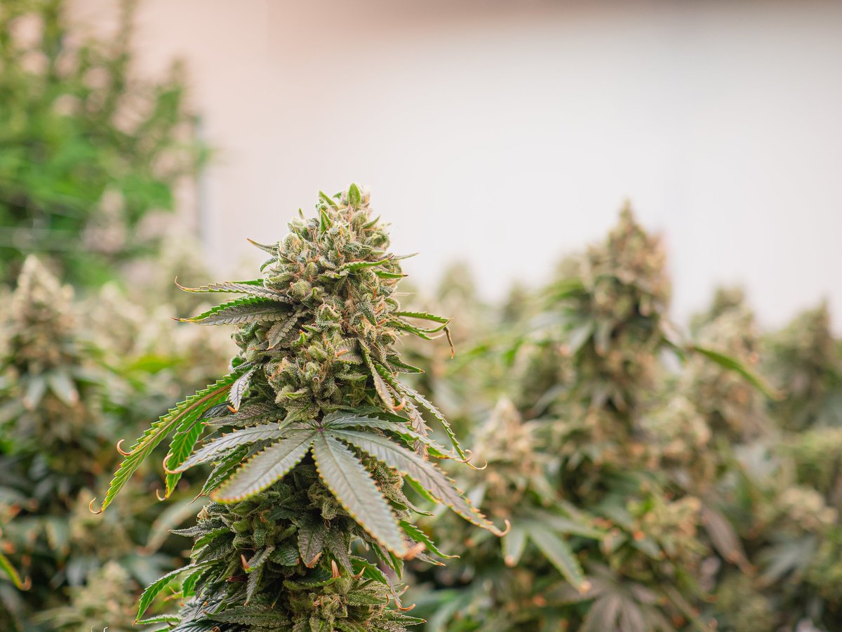 Premium cannabis plant with dense, ripe buds ready for harvest