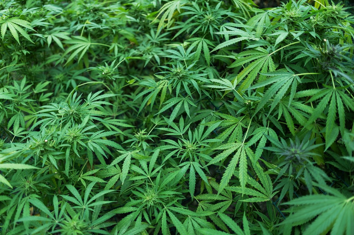 Dense background of cannabis plants in cultivation